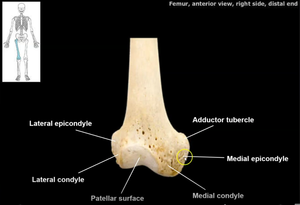 <p>bumps on the medial side of the distal femur located just superior to the condyles. they are muscle attachment sites</p>