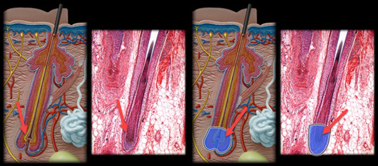 <p>- Portion of the hair located below the skin's surface.</p><p>- Appears as a bulbous, swollen end of the hair follicle located deep in the dermis or hypodermis.</p><p>- Contains the hair matrix, where actively dividing cells give rise to the hair shaft.</p><p>- Typically stained darker due to the high cellular activity and concentration of melanocytes responsible for hair pigment.</p>