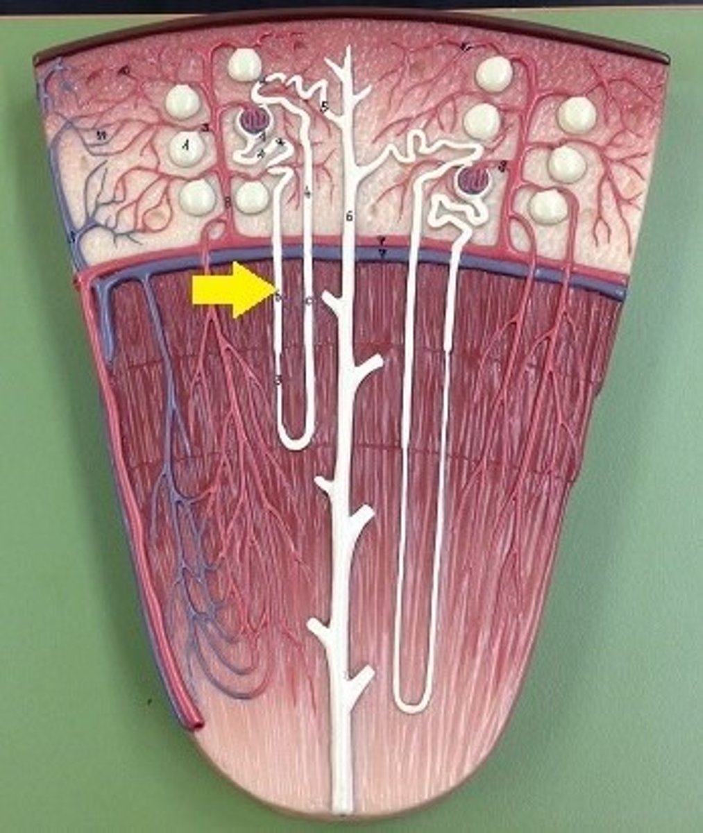 <p>- A microscopic functional unit of the kidney</p><p>- The role of the nephron is to: Form urine, remove waste from blood and regulate blood composition.</p><p>- Around 1.2 million in each kidney -&gt; Increasing the SA for each process.</p><p>- Each has a complex network of blood capillaries -&gt; Increasing efficiency of processes</p>