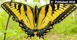 What is this species