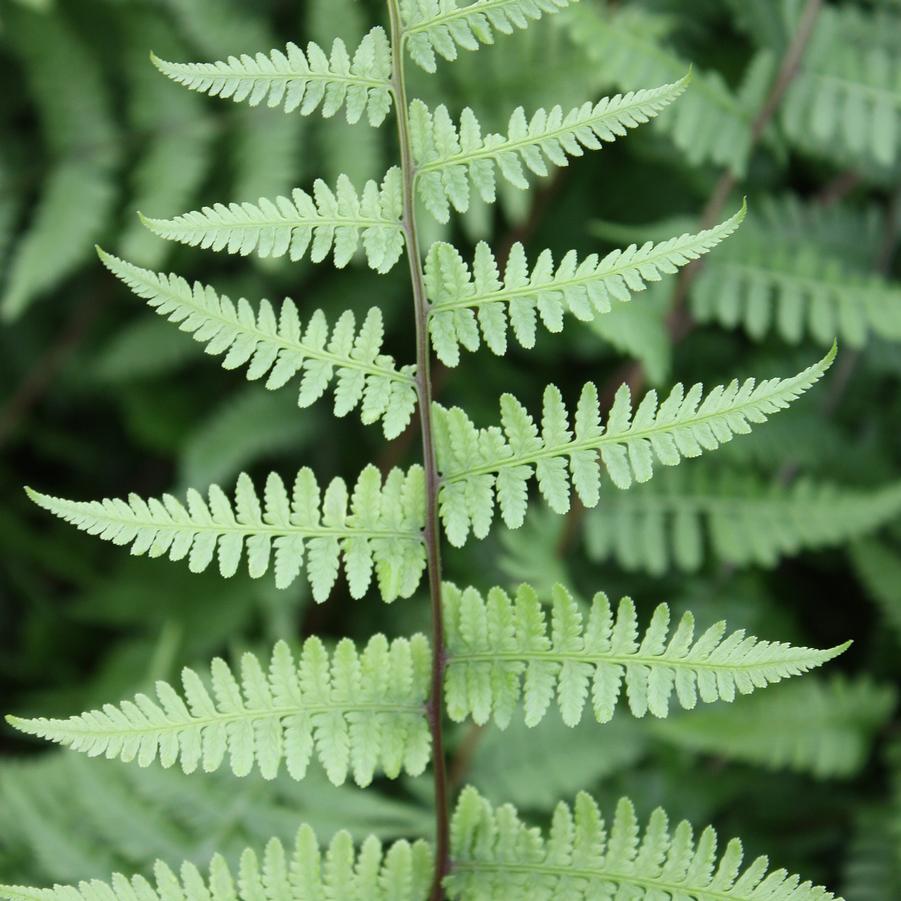<p>Athyrium filix-femina (lady fern)</p>