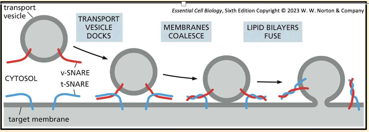 <ol><li><p>The same v-SNAREs and t-SNAREs bring the two lipid bilayers into close opposition</p></li><li><p>The force of the SNAREs winding together squeezes out any water molecules that remains trapped between the membranes (needs to occur for membranes to come within 1.5nm of each other!)</p></li><li><p>This close contact allows the lipids of the two membranes to flow together to form a continuous bilayer (other proteins help complete this fusion process)</p></li><li><p>After fusion SNAREs are pried apart so they can be used again</p></li></ol><p></p><p></p>