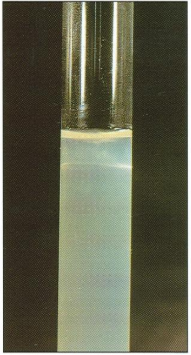 <ol><li><p><em><u>Listeria monocytogenes</u></em></p></li><li><p>Umbrella-shaped subsurface growth</p></li><li><p>Semi-solid motility medium</p></li></ol><p></p>