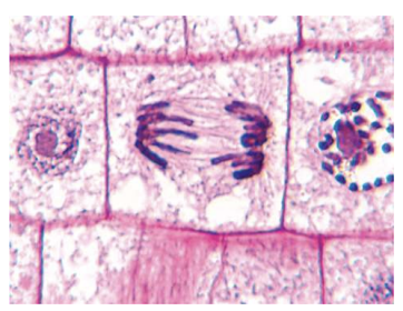 <p>Structural elements of the cell that act as a cytoskeleton and separate chromatids during cell division</p><p>composed of two proteins</p>