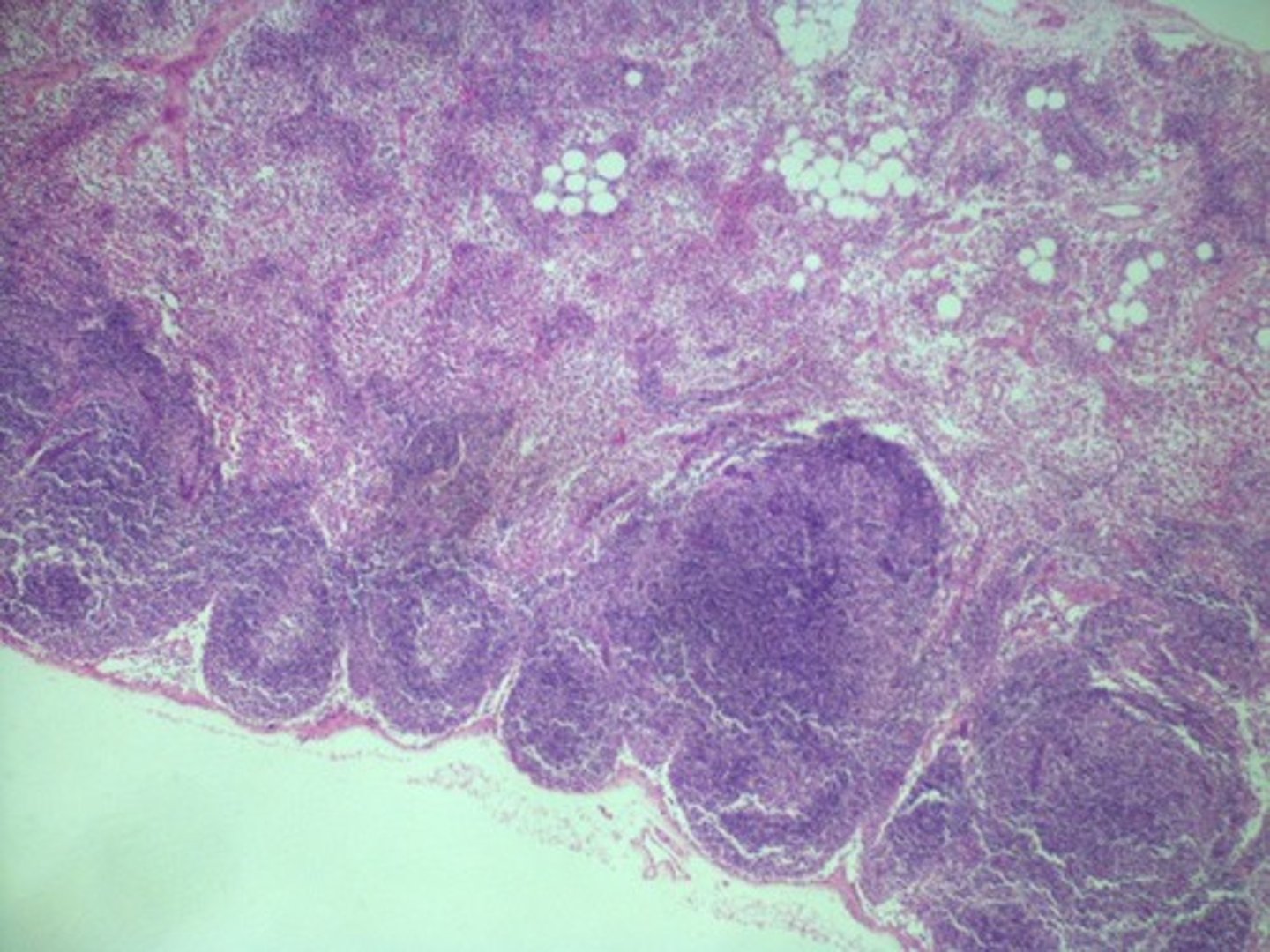 <p>Identify the tissue/organ</p>