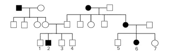 <p>A pedigree for a common human characteristic (not a disease) controlled by a single gene is shown.</p><p style="text-align: start">Shaded symbols indicate individuals exhibiting the characteristics.&nbsp;</p><p style="text-align: start">If individuals 4 and 7 have a child, what is the probability that the child will exhibit the characteristic?&nbsp;<br></p><p>&nbsp;</p><p>0</p><p>&nbsp;</p><p>1/2</p><p>&nbsp;</p><p>1/6</p><p>&nbsp;</p><p>2/3</p><p>&nbsp;</p><p>1/4</p>