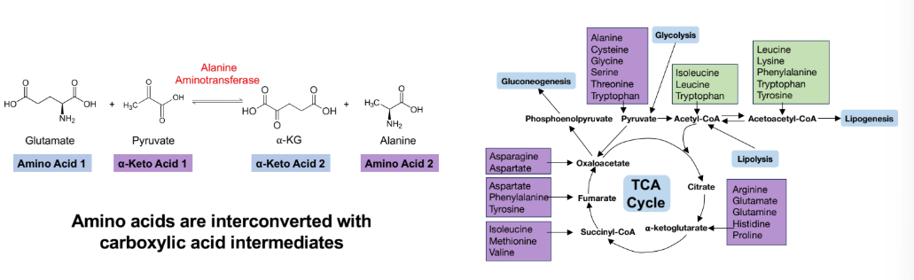 <p>Amino acids are interconverted with?</p>