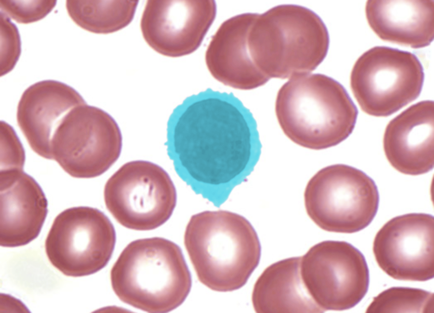 <p>- round or indented nucleus</p>