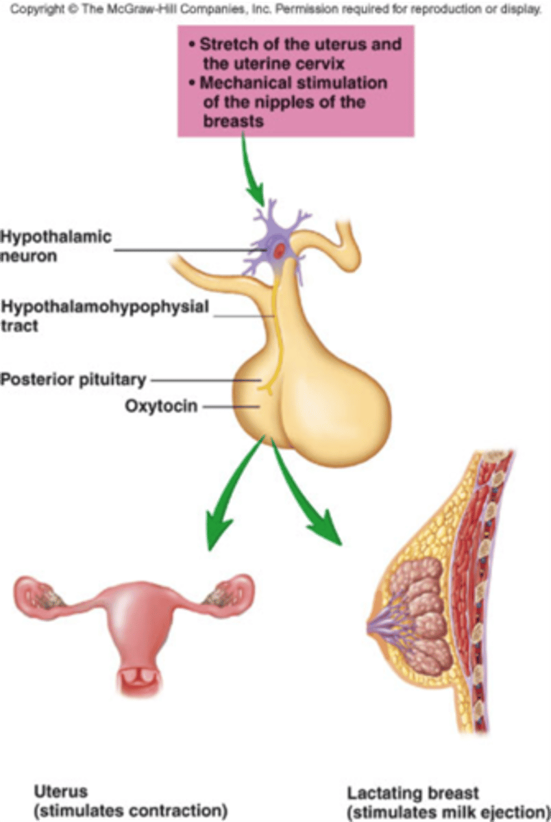 <p>Hormone, induces labor</p>