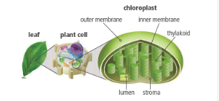 <ul><li><p>Leaf</p></li><li><p>Plant Cell</p></li><li><p>Organelle (chloroplast)</p></li><li><p>Thylakoid (stacks of disks)</p></li><li><p>Chlorophyll </p></li></ul><p></p>