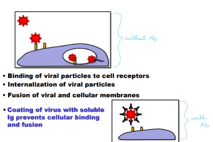 <p>High affinity Immunoglobulin (IgG, IgA) bound bacteria, viral particles, or toxins prevent their binding to target. Coating bacteria or virus with antibody will inhibit their ability to infect host tissues. Most toxins must bind a cell receptor to mediate detrimental effects → coating toxin with immunoglobulin protects host cells</p>