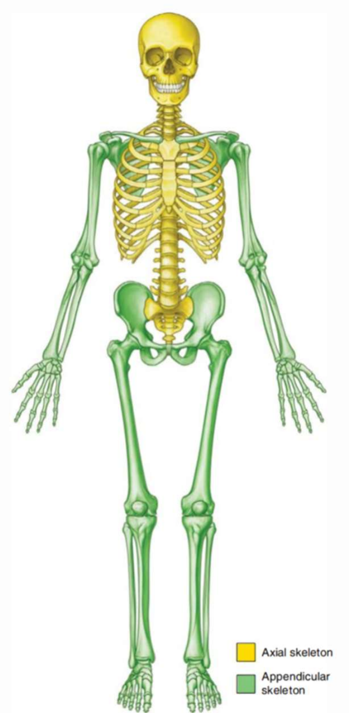 <p>Les os qui servent pour la locomotion </p>