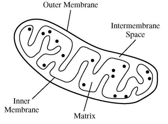 <p>The figure above shows an organelle typically found in eukaryotic cells. Which of the following best describes the function of the double membrane system of this organelle?</p>