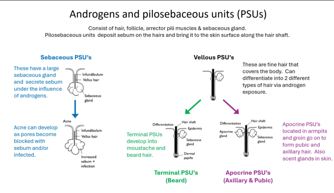 <p>Androgens act on hair + skin</p><p>Androgens act on pilosebaceous units (PSUs), causing:</p><p> • Increased sebum production</p><p> • Transformation of fine hair into thicker hair</p><p> • Development of acne, pubic hair, axillary hair, and facial hair</p><p></p><p></p><p>What a pilosebaceous unit (PSU) is</p><p>A PSU is a functional skin unit made of:</p><p> • Hair follicle</p><p> • Hair shaft</p><p> • Sebaceous (oil) gland</p><p> • Arrector pili muscle</p><p>Function:</p><p> • Produces sebum</p><p> • Sebum travels along the hair shaft to the skin surface</p><p></p><p></p><p>Types of PSUs in the diagram</p><p>1) Sebaceous PSUs (acne pathway)</p><p> • Have large sebaceous glands</p><p> • Highly androgen-sensitive</p><p> • Androgens → ↑ sebum production</p><p> • Excess sebum blocks pores ± infection</p><p>Result:</p><p> • Acne</p><p></p><p>2) Vellus PSUs (starting point)</p><p> • Produce fine, soft vellus hair</p><p> • Cover most of the body</p><p> • Androgen exposure can change them</p><p>They can differentiate into:</p><p>3) Terminal PSUs (beard/facial hair)</p><p> • Under high androgen exposure</p><p> • Vellus hair → terminal hair</p><p> • Thick, coarse, pigmented hair</p><p> • Seen in:</p><p> • Beard</p><p> • Moustache</p><p> • Chest (in males)</p><p></p><p>4) Apocrine PSUs (pubic & axillary hair)</p><p> • Found in:</p><p> • Armpits</p><p> • Groin</p><p> • Under androgen influence:</p><p> • Form pubic and axillary hair</p><p> • Act as scent glands</p><p></p><p>Why this matters in puberty and disease</p><p> • Adrenarche:</p><p> • Androgens → pubic & axillary hair + acne</p><p> • CAH:</p><p> • Excess androgens → early pubic hair + acne</p><p> • AIS:</p><p> • Androgens present but receptors don’t work → reduced body hair</p>