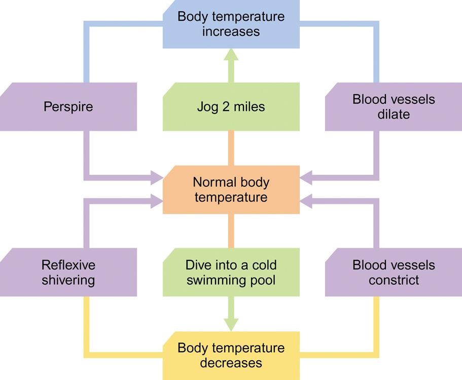 <p>The body’s tendency to <strong>maintain a balanced or constant internal state</strong>.</p><ul><li><p>The <strong>regulation </strong>of any aspect of<strong> body chemistry</strong>.</p></li><li><p>Any <strong>change in levels</strong>, up or down,<strong> results in being motivated</strong> t<strong>o bring the level back to normal</strong>.</p></li></ul>