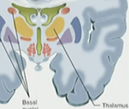 <p>Thalamus</p>