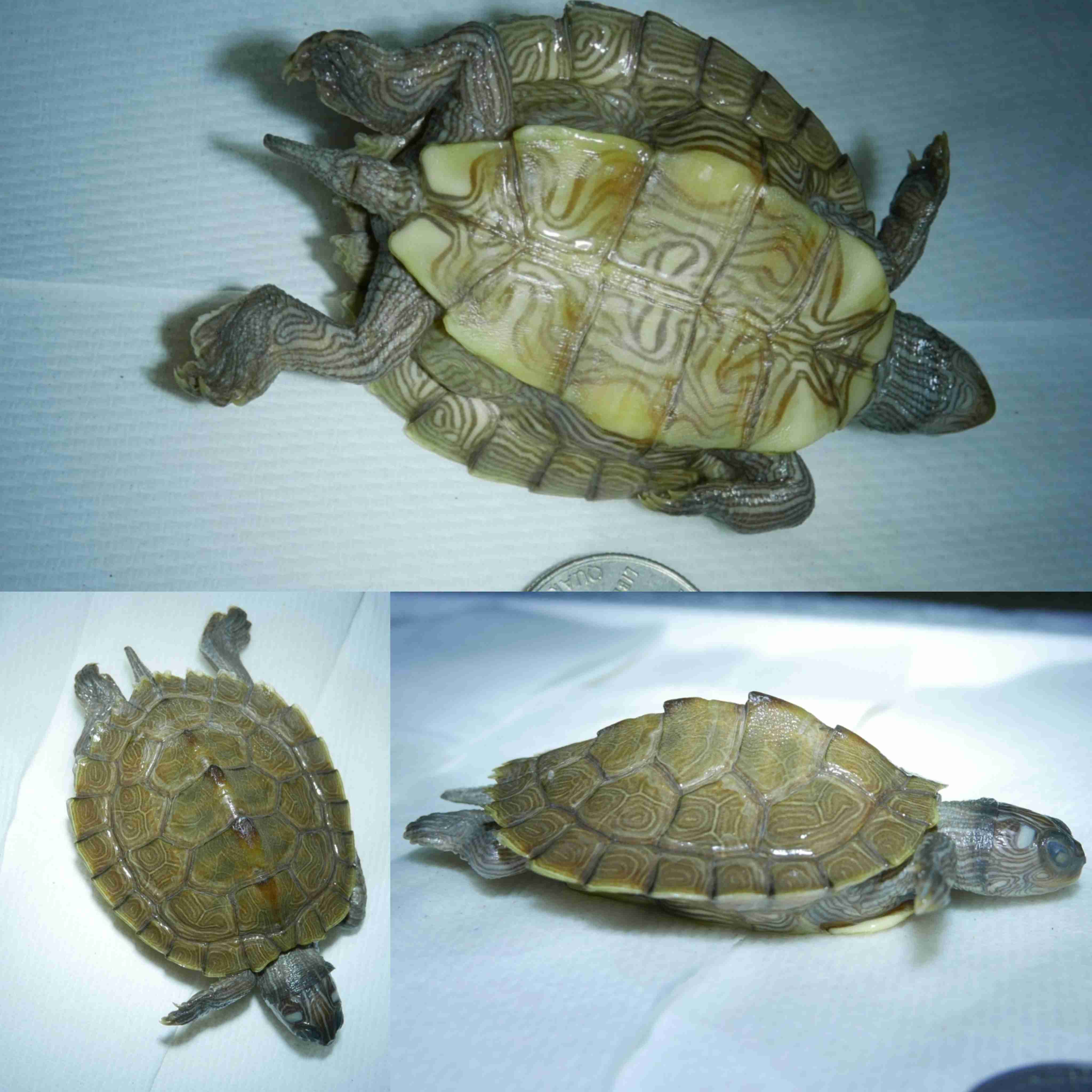 <p>What is the family and scientific name for this turtle?</p>