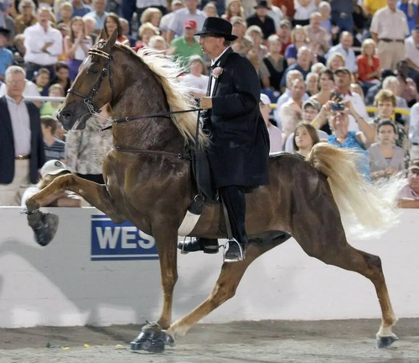 <p>what horse breed is performing this job?</p>