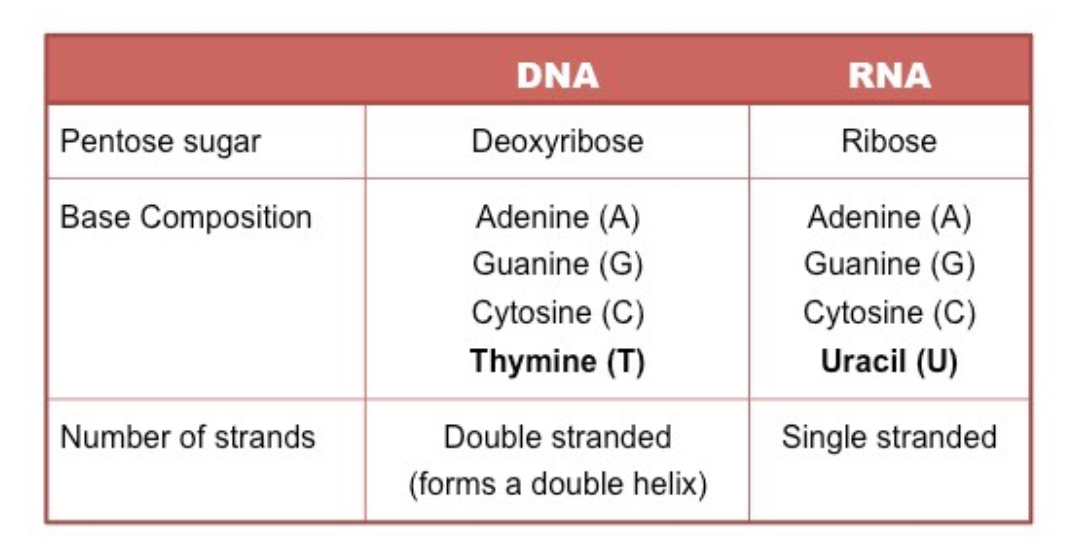 <ul><li><p>RNA is a ribose sugar rather than deoxyribose </p></li><li><p>the thymine base is replaced with uracil [still pyrimidine]</p></li></ul><p></p>