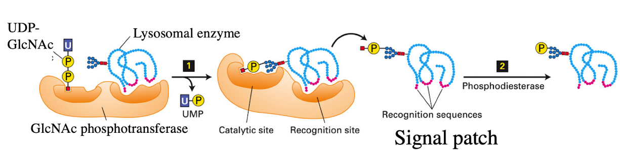 <p><span>Phosphotransferase</span></p>