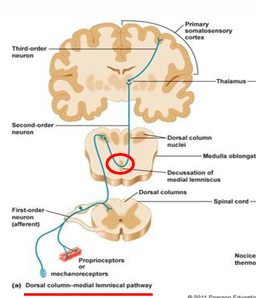<p>thalamus → cerebral cortex (primary somatosensory cortex)</p><p>located in post central gyrus</p>