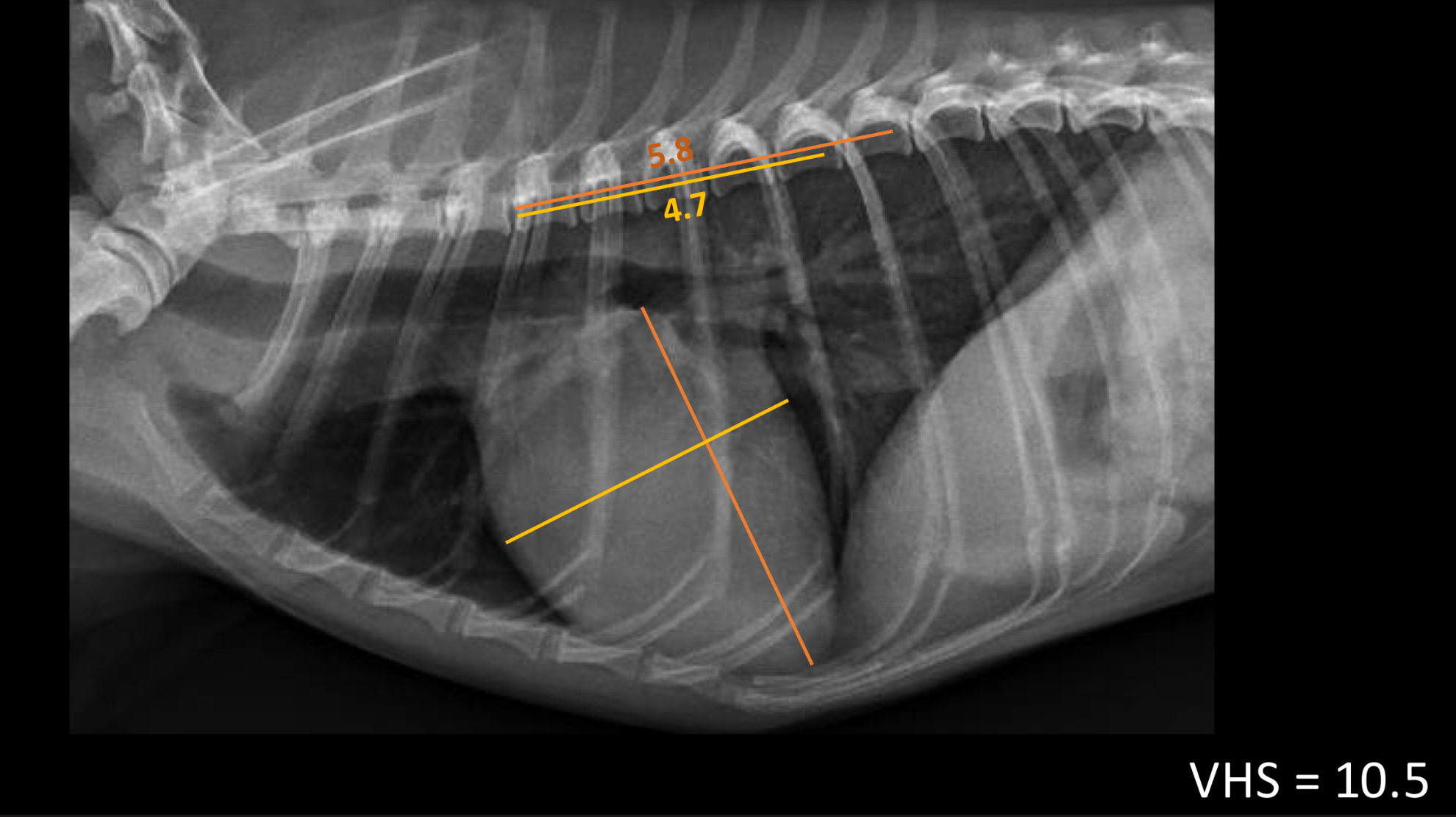 <p>10.5 (measure width and height and add them together)</p>