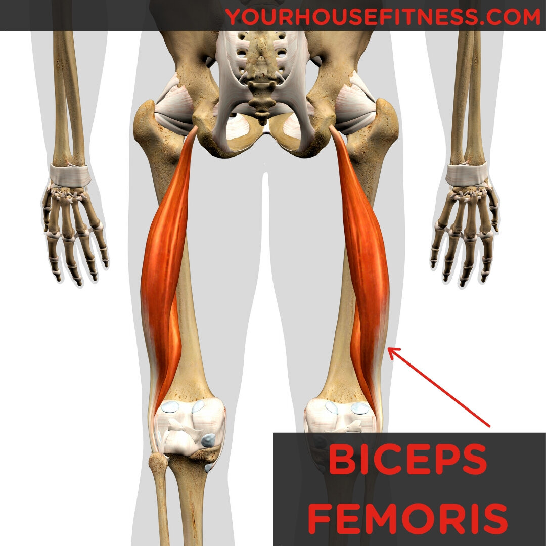 <p>Origin: Ischial tuberosity, femur</p><p style="text-align: start">Insertion: Fibular head</p><p style="text-align: start">Action: Flexes knee, extend hip </p>