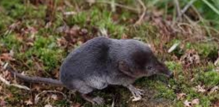 <p>zařaď živočicha do systému</p><p>Třída - řád - čeleď - druh čeština (latina)</p>