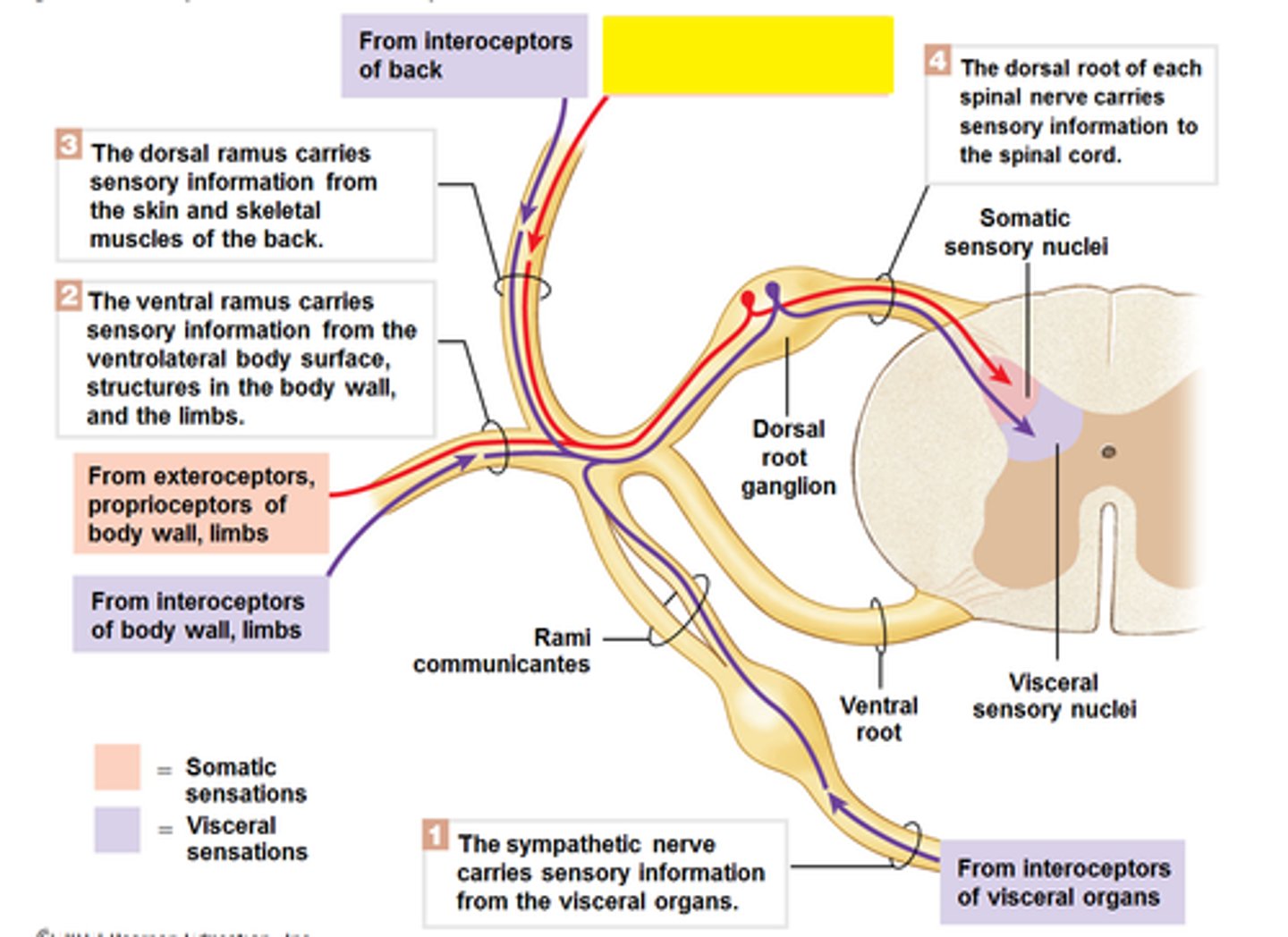 <p>- Receive sensory information from outside of the body.</p><p>- Examples: Visual, auditory, tactile, gustatory, and olfactory</p>