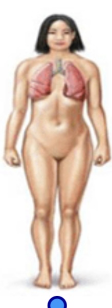 <p>Respiratory system </p>