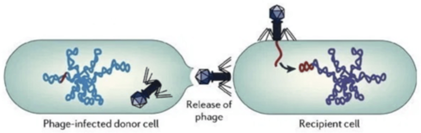 <p>a process by which bacteriophages (bacterial viruses; phages, for short) transfer genes from one bacterium (the donor) to another (the recipient)</p>