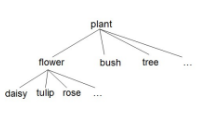 <p>Hyponymy </p><p></p><p>→ Bedeutungsunterordnung</p><p> </p><ul><li><p><strong>Hyperonym</strong>: Oberbegriff (flower)</p></li><li><p><strong>Hyponym</strong>: Unterbegriff (tulip)</p></li><li><p><strong>Co-hyponyms</strong>: gleichrangige Unterbegriffe (tulip, rose)</p></li></ul><p></p>