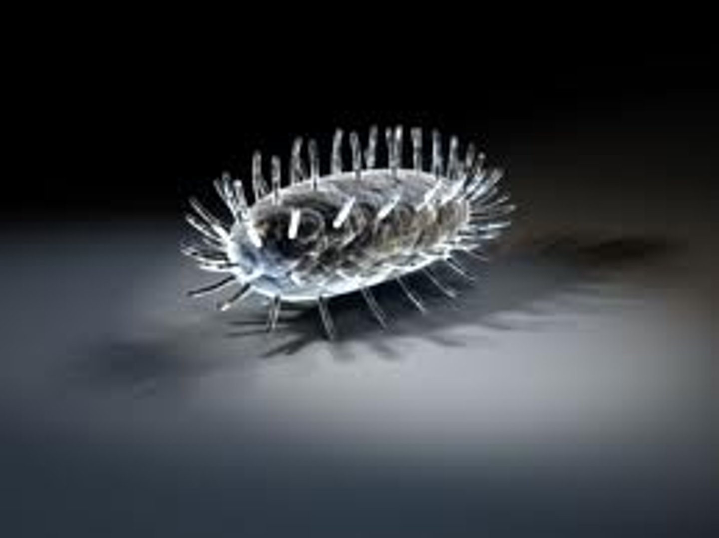 <p>Any of various unicellular eukaryotic organisms and their multicellular, coenocytic or colocial descendants that belong to the kingdom of Protocista according to some taxonomic systems. The protoctists include protozoans, slime moulds, various algae and other groups. In many new classification systems, all proctists are considered protists.</p>