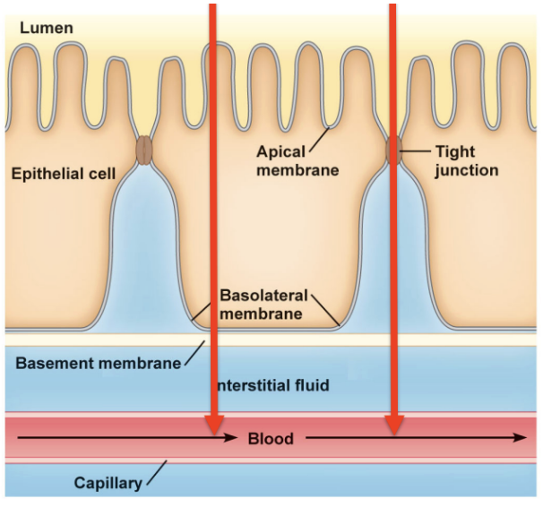 <p>Type of Absorption</p><ul><li><p><span style="background-color: transparent; font-family: "Times New Roman", serif;"><span>Going across the cells (through the apical and basolateral membranes)</span></span></p><ul><li><p><span style="background-color: transparent; font-family: "Times New Roman", serif;"><span>Most of what will be discussed </span></span></p></li></ul></li></ul><p></p>