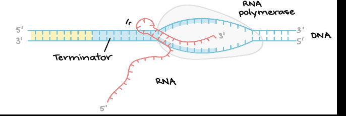<p>A sequence of DNA at the end of a gene that is transcribed and signals the RNA that transcript is complete</p>