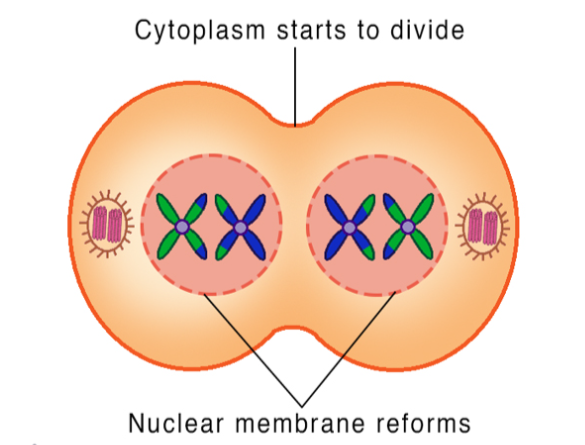 <p>meiotic spindle breaks down</p><p>new nuclear envelope develops</p><p>cleavage furrow or cell plate forms </p><p>cytokinesis occurs</p><p>there is now a haploid set of chromosomes in each daughter cell</p>