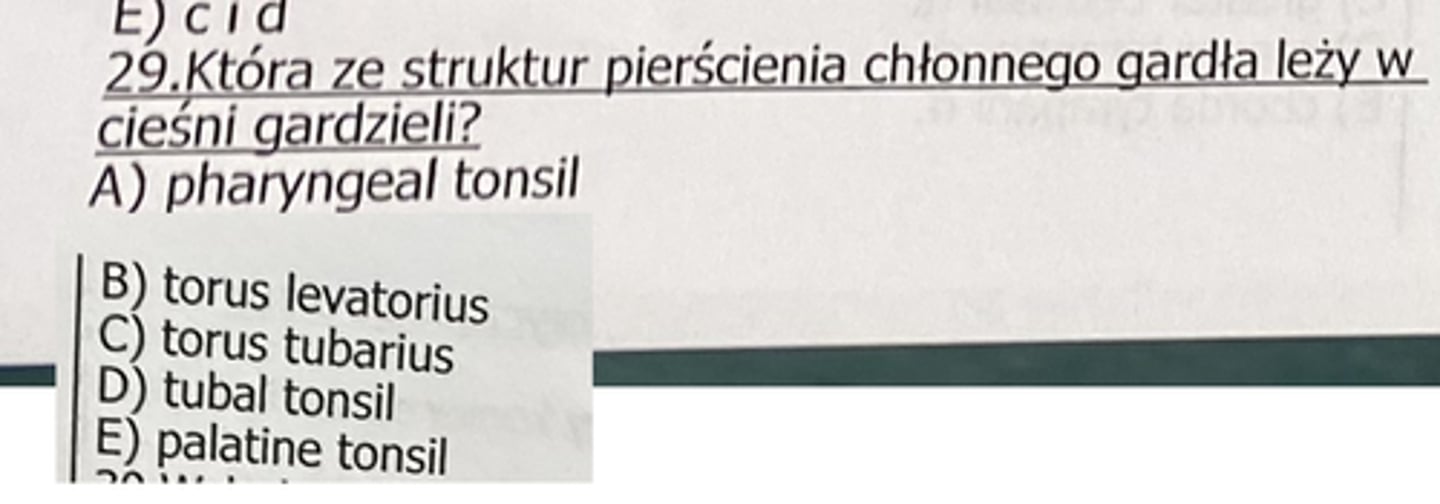 <p>29</p>