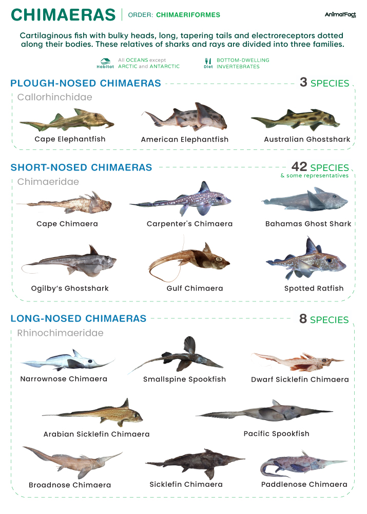 <p>=chimaeras</p><ul><li><p>tapering tail</p></li><li><p>skin essentially naked</p></li><li><p>poisonous dorsal fin spine</p></li></ul><p></p>