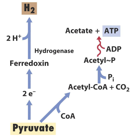 <ul><li><p><strong>Allows production of ATP through SLP</strong></p></li><li><p>Electrons obtained from oxidation of pyruvate are <strong>donated to ferredoxin and subsequently to H2O</strong><span style="color: green;"><strong> to generate Hydrogen</strong></span></p></li></ul><p></p>