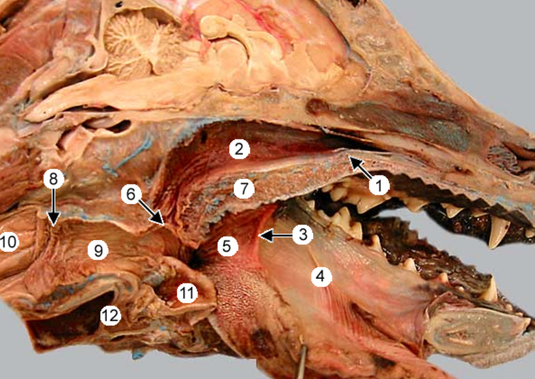 <p>label the parts of the oral cavity (canine head split in half): all except 4 &amp; 5</p><p>the tongue &amp; it’s pulled to the side (tweezers pulling it back)</p>