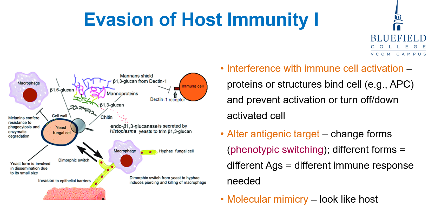 <p>C. Changes surface antigens to avoid recognition<br></p><p><strong>Antigenic variation</strong>, such as <strong>dimorphism</strong>, allows fungi to <strong>alter their surface proteins</strong>, making it difficult for the <strong>adaptive immune system</strong> to recognize and respond.</p>