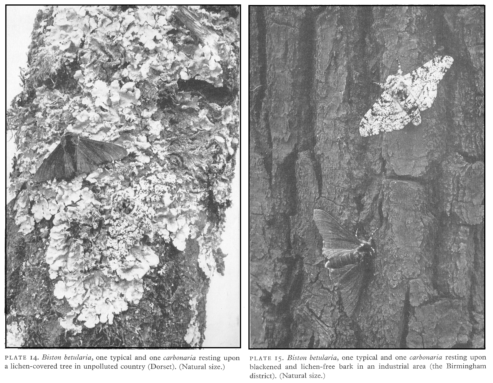 <p>There are dark peppered moths (have an allele that codes for melanin, a dark pigment) and there are white peppered moths (have an allele for being white). This shows <strong>genetic variation.</strong></p><p>White and dark moths compete to survive -<strong> intraspecific competition.</strong></p><p>Before the industrial revolution, many of the trees were white. This allowed white peppered moths to camouflage better and survive, as they could hide from predators. Then the industrial revolution turned the trees black, and they could not camouflage anymore. They died, while dark peppered moths <strong>survived and reproduced</strong> more. The <strong>favourable characteristics </strong>were passed on due to being <strong>heritable traits</strong>.</p>