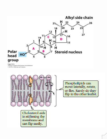 <p>Major Role of Cholesterol - Membrane Component</p>