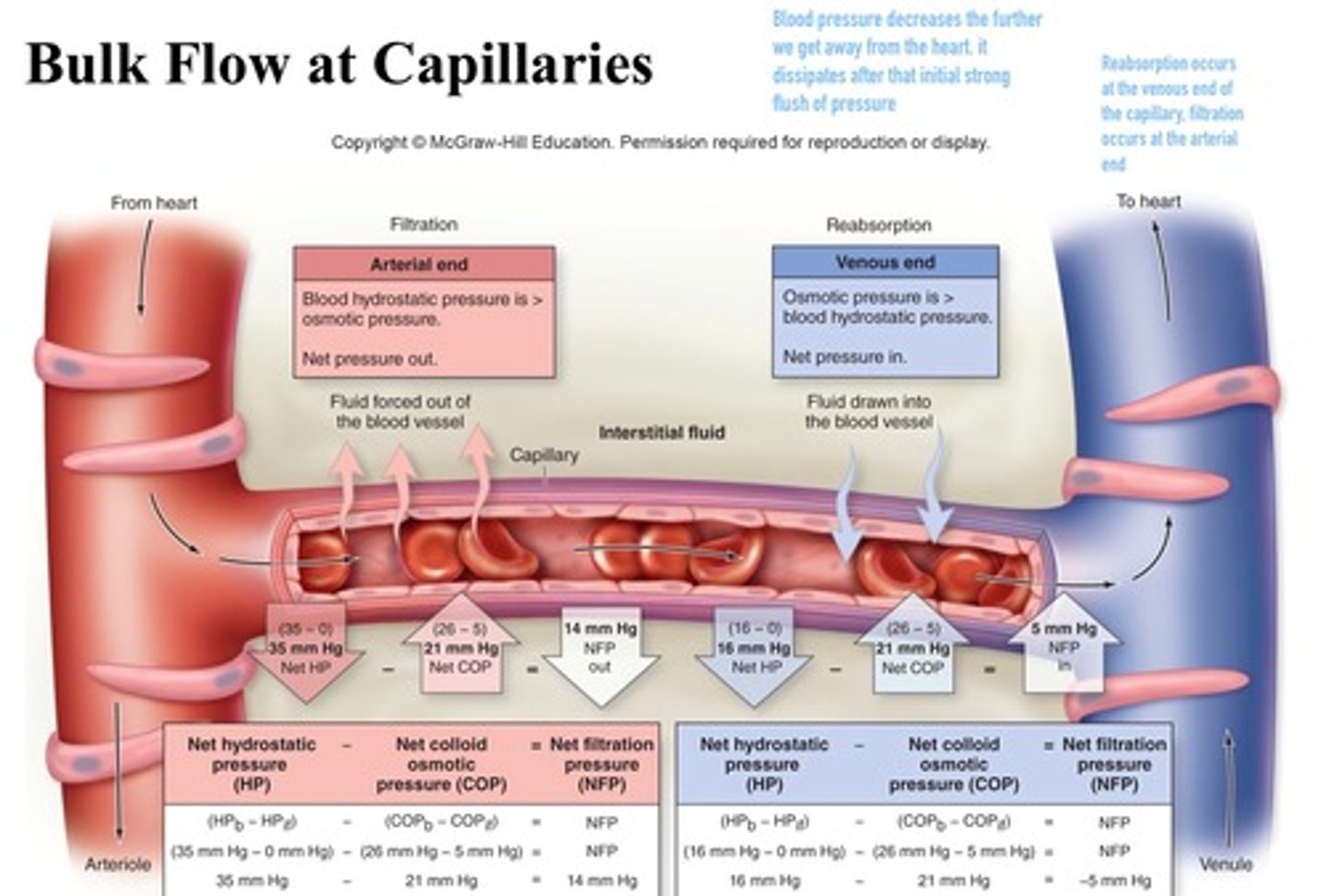 <p>type of transport that takes place at the arterial end of a capillary bed. Water and dissolved solutes move from the capillary into the tissues (driven by pressure gradient)</p>