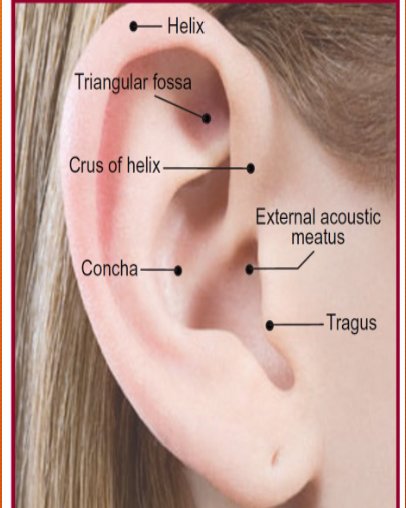 <p>Pinna or Auricle</p>