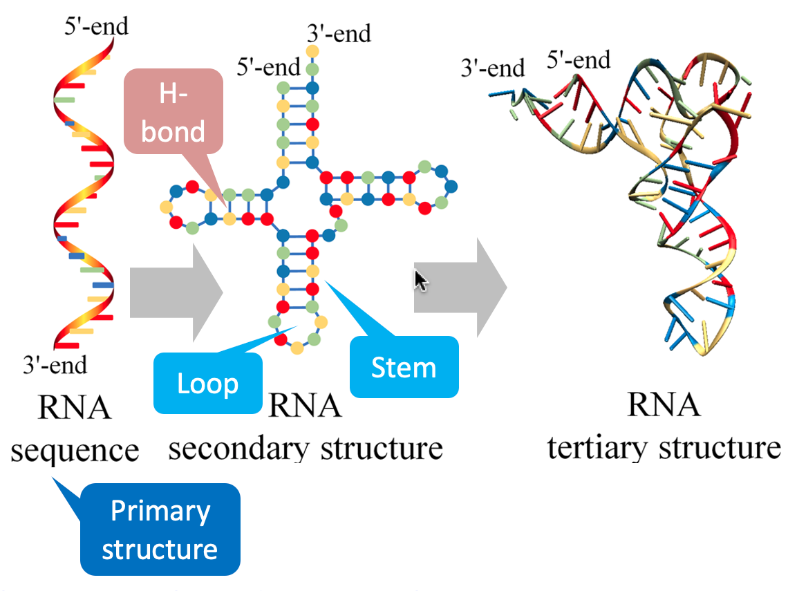 <p>components of nucleotides in RNA</p>