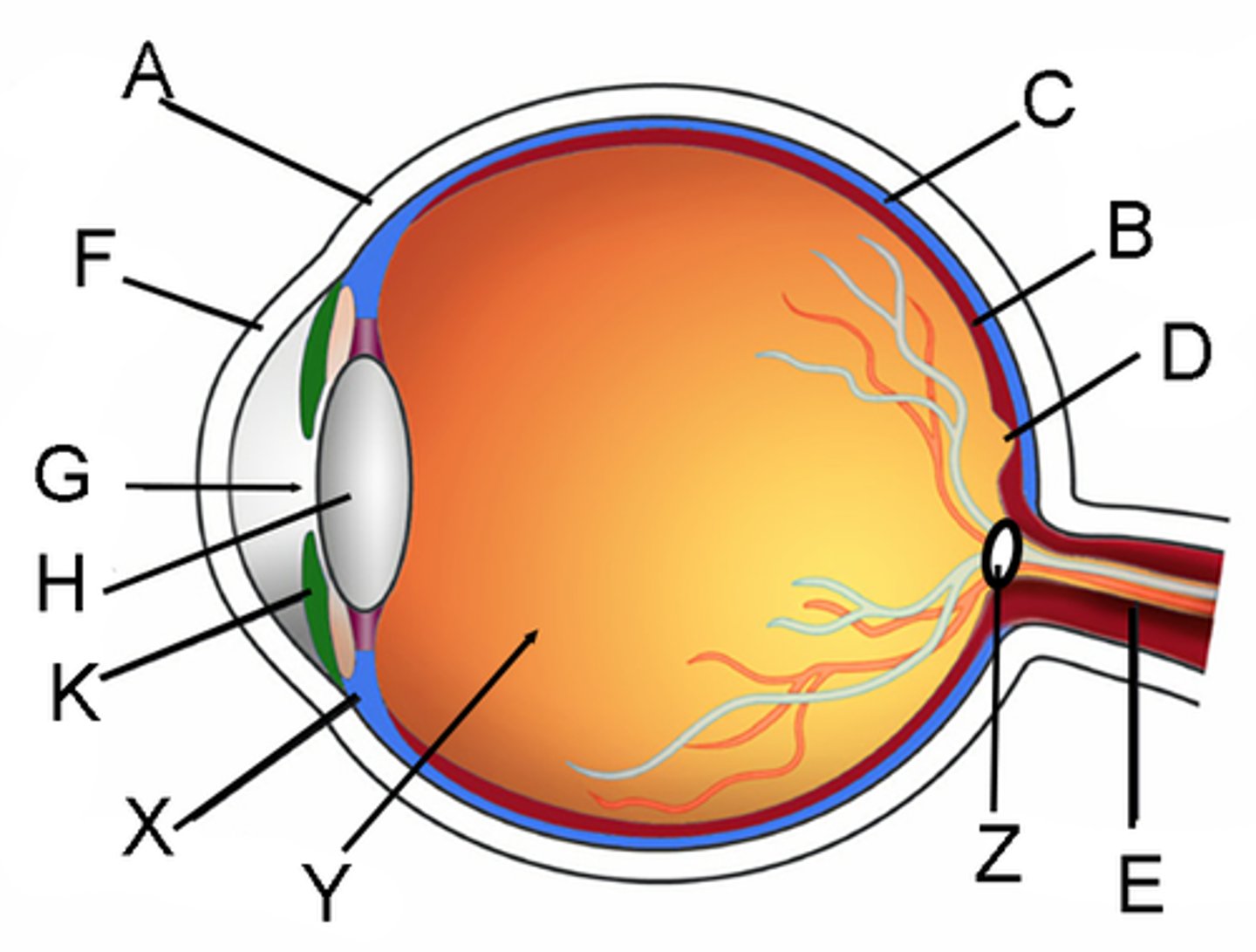 <p>DEFINITION</p><p>a tiny pit located in the macula of the retina that provides the clearest vision of all. Only in the ________ are the layers of the retina spread aside to let light fall directly on the cones, the cells that give the sharpest image. (D in diagram)</p>