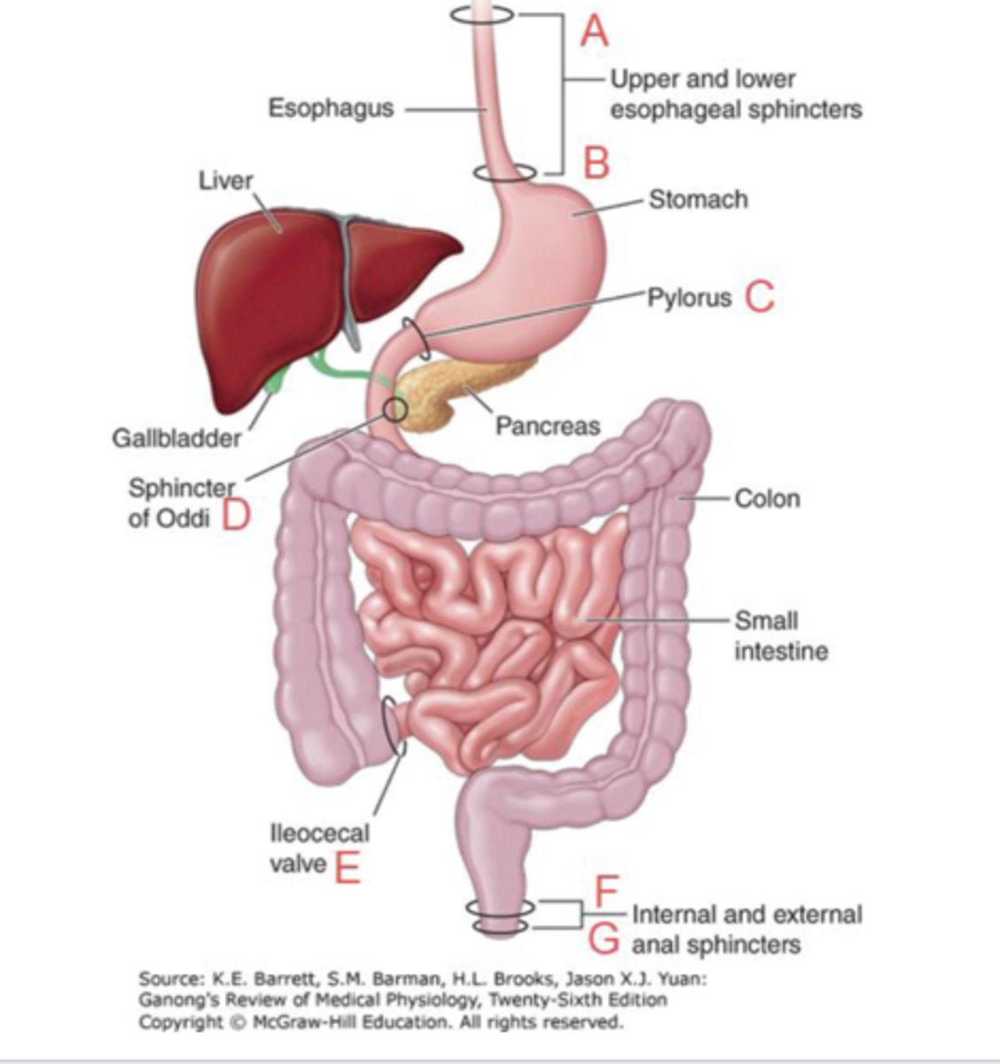 <p>circular muscle thickenings that separate different GI functional areas to assure undirectional movement of digestive material ==&gt; 7 in total</p><p>-upper esophageal sphincter (UES)</p><p>-lower esophageal sphincter (LES)</p><p>-pyloric sphincter</p><p>-oddi sphincter</p><p>-ileoceal sphincter --&gt; opens &amp; pushes old food into colon whenever new food enters the stomach</p><p>-internal anal sphincter</p><p>-external anal sphincter</p>