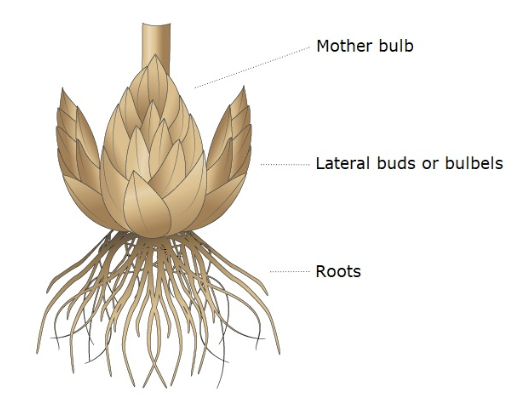 <p>what is a bulb and an example</p>
