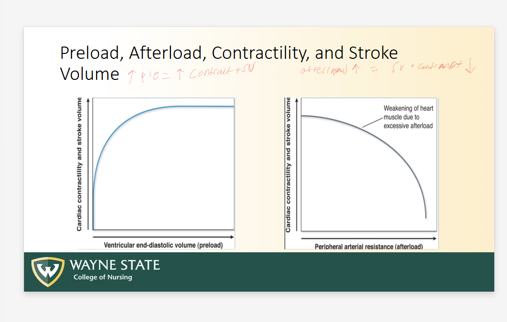 <ul><li><p>Increased pre = Increased contractility + SV</p></li><li><p>Increased afterload = DECREASED SV + contractility</p><ul><li><p>Weaking of heart muscle due to EXCESSIVE afterload</p></li></ul></li></ul><p></p>